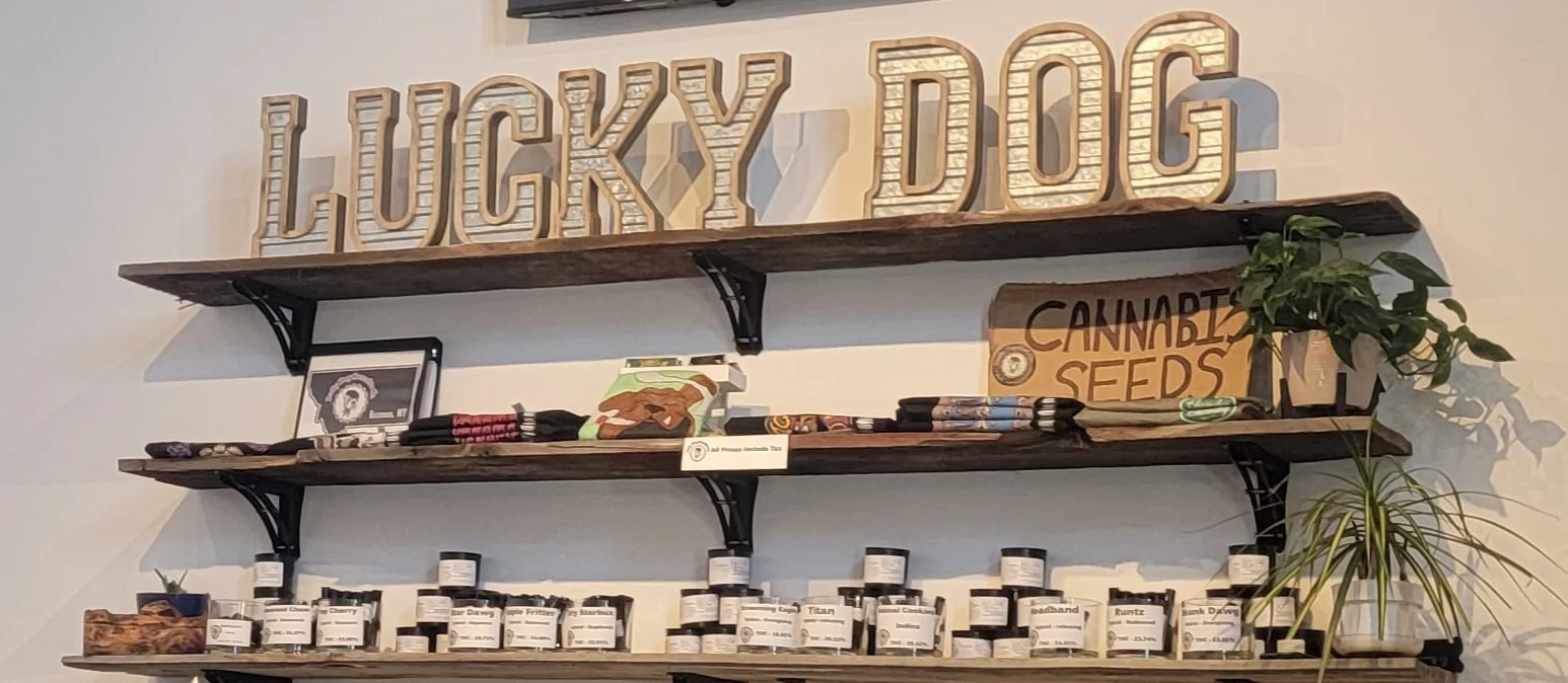 What’s Going On With Lucky Dog?
